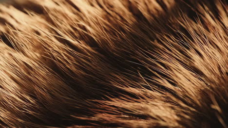 close-up of brown animal fur