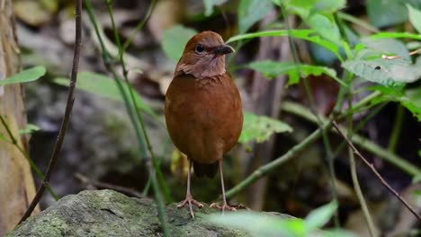 the rusty-naped pitta is a confiding bird found in high elevation mountain forests habitats, there are so many locations in thailand to find this bird