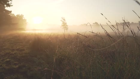 misty sunrise meadow