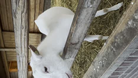 vertical shot of goats near the fence on the farm