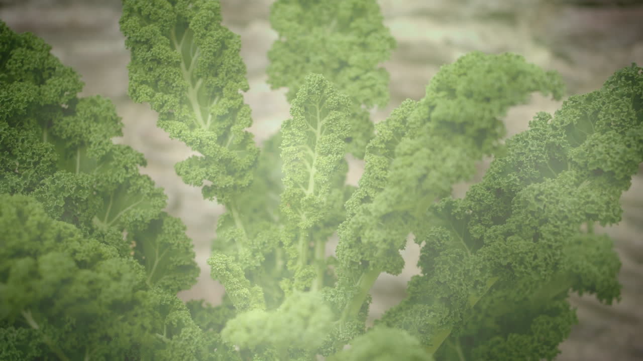 식물 의 잎 의 가까운 사진 에 비해 빛 의 반점 들