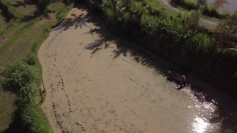 Bellas-Imágenes-Aéreas-Del-Granjero-Que-Ara-Los-Campos-De-Arroz