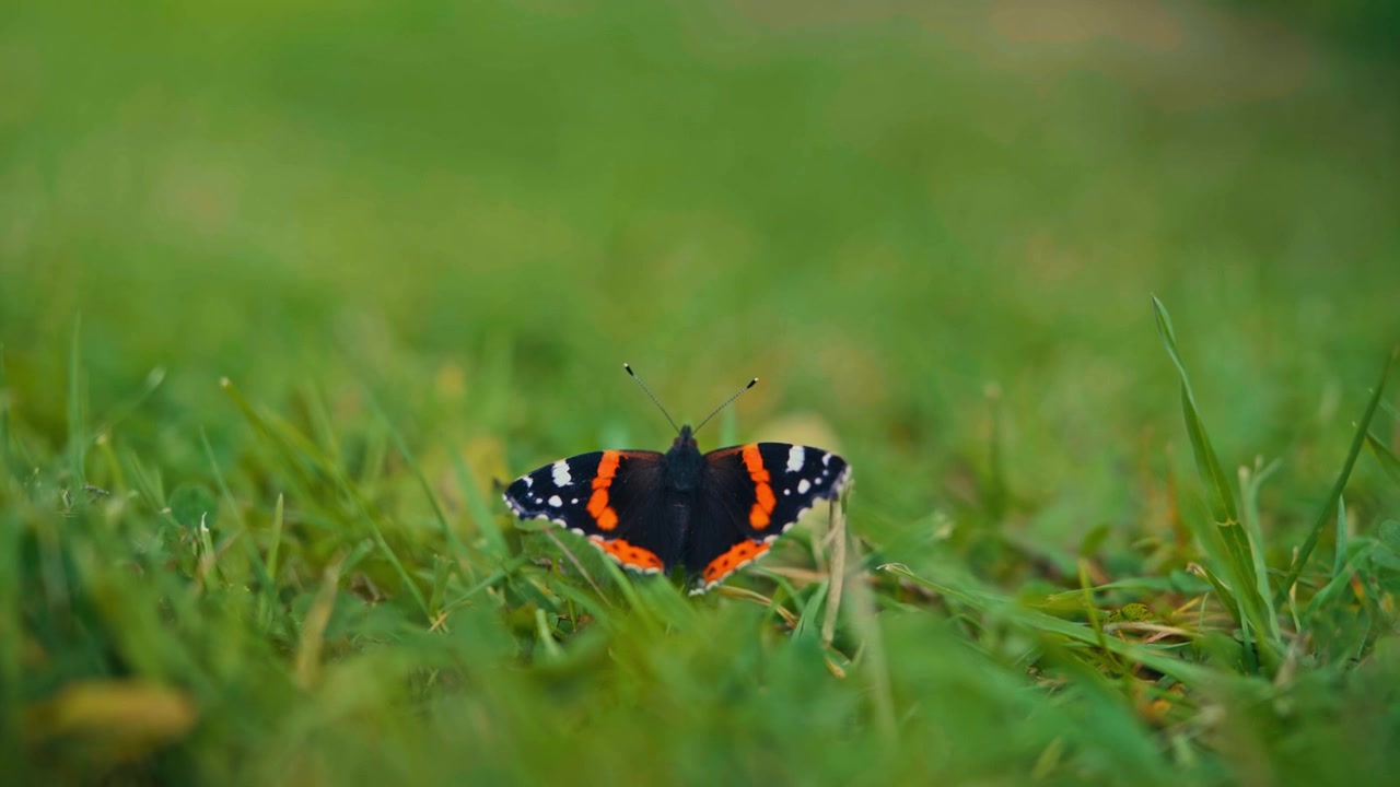 Una Vanessa atalanta è posata sull'erba verde, con le ali completamente spiegate - Scatto sfocato.