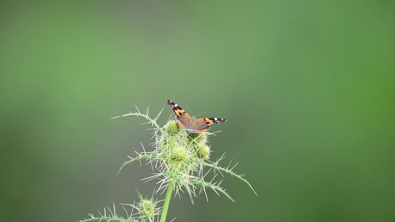 화려한 여인 - 바네사 카르두이 야생 꽃에 나비 느낌