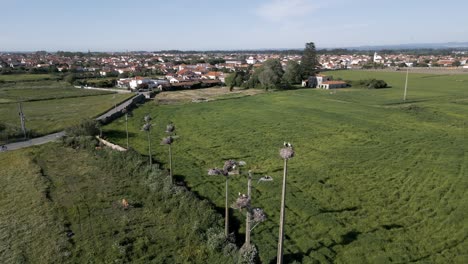 stork nests line a road through murtosa's verdant fields in aveiro, portugal - aerial