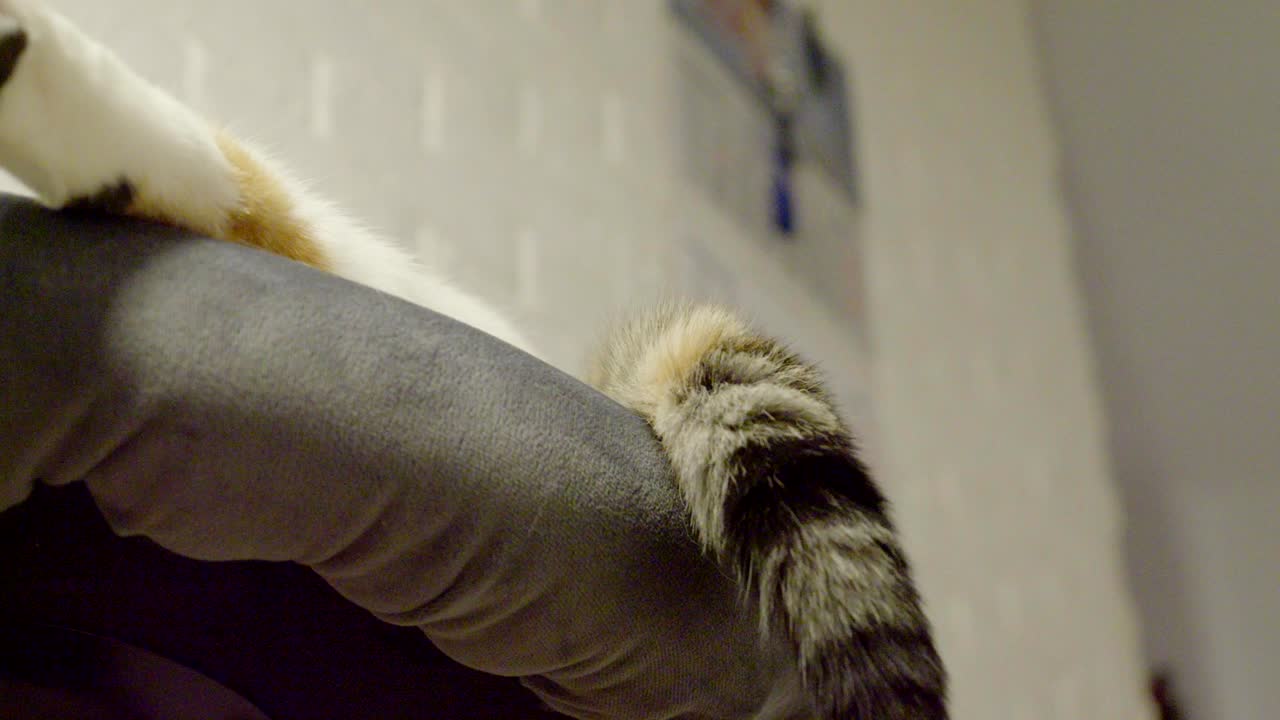 The tail of the cat lying on the chair, nervously wagging it up and down