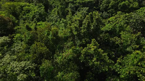 Vista-Aérea-De-Pájaro-Sobre-La-Isla-Bosque-Bosque-Exuberante-Follaje-Copa-De-Los-árboles-Desierto-Tailandia-Inclinar-Hacia-Abajo