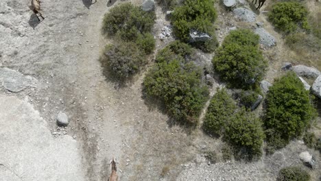 Drone-tilts-over-a-herd-of-goats-wandering-a-rocky-path