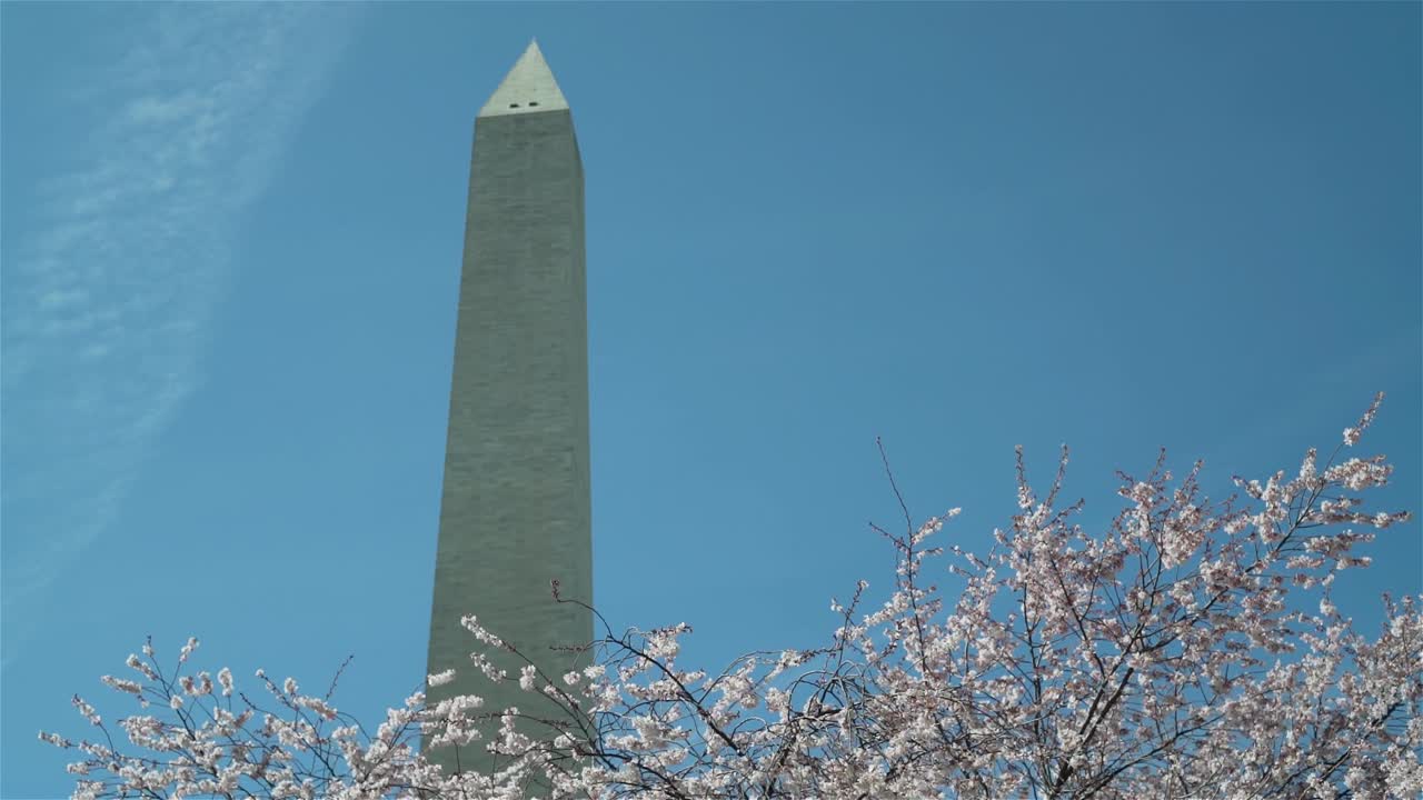 워싱턴 기념비는 워싱턴 dc에서 꽃이 만발한 벚꽃 나무 위로 솟아 있습니다.