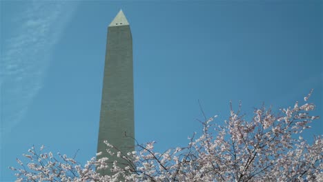 the washington monument rises above cherry trees in bloom in washington dc