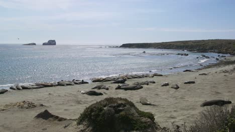 Gruppe-Von-Seelöwen,-Die-Am-Strand-Liegen