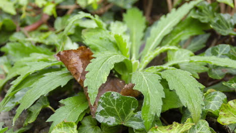 time lapse of frozen weed plant thawing in the sun - zoom out