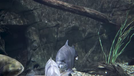 different species of tropical fresh water fish in a pond or lake