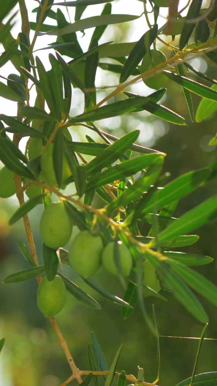 Ulivo verde nel giardino di casa in una giornata di sole