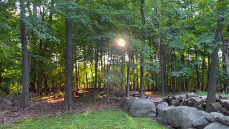 Sun-through-forest-trees-with-lens-flare