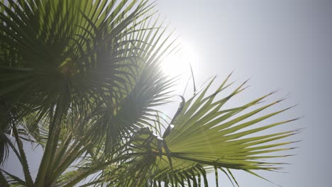 sunlight shining through palm tree leaves on a clear day, creating a tropical and serene atmosphere