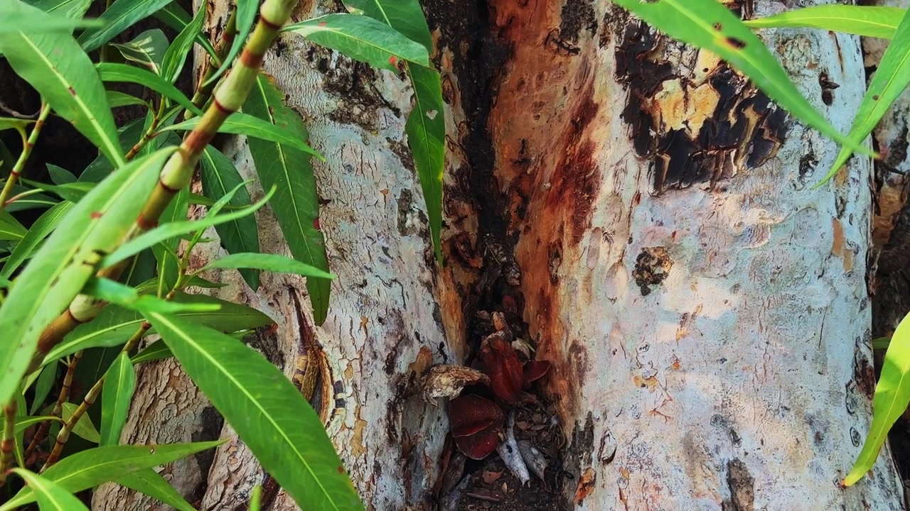 Primo piano dettagliato di formiche nere che si muovono sulla corteccia d'albero ruvida e nelle fessure, mostrando l'attività della colonia, il comportamento degli insetti e le interazioni ecologiche in un habitat naturale.