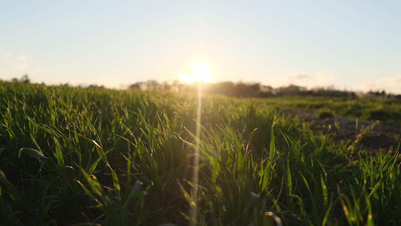 wheat crop ripens in the sun