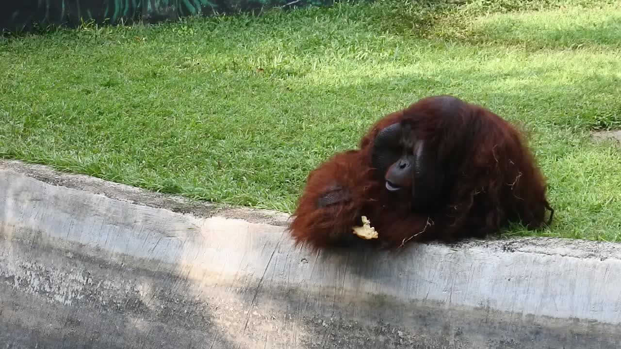 Orang Utan lying on the ground at Semarang Zoo, Indonesia