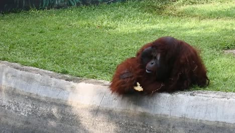 orang utan lying on the ground at semarang zoo, indonesia