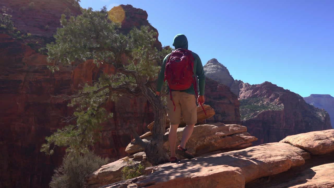 un excursionista solitario caminando por el terreno escarpado junto a un antiguo árbol del desierto a lo largo del sendero del cañón de pine creek en el parque nacional de zion en utah