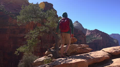 a lone hiker walking the rugged terrain by an ancient, desert tree along pine creek canyon trail in zion national park in utah