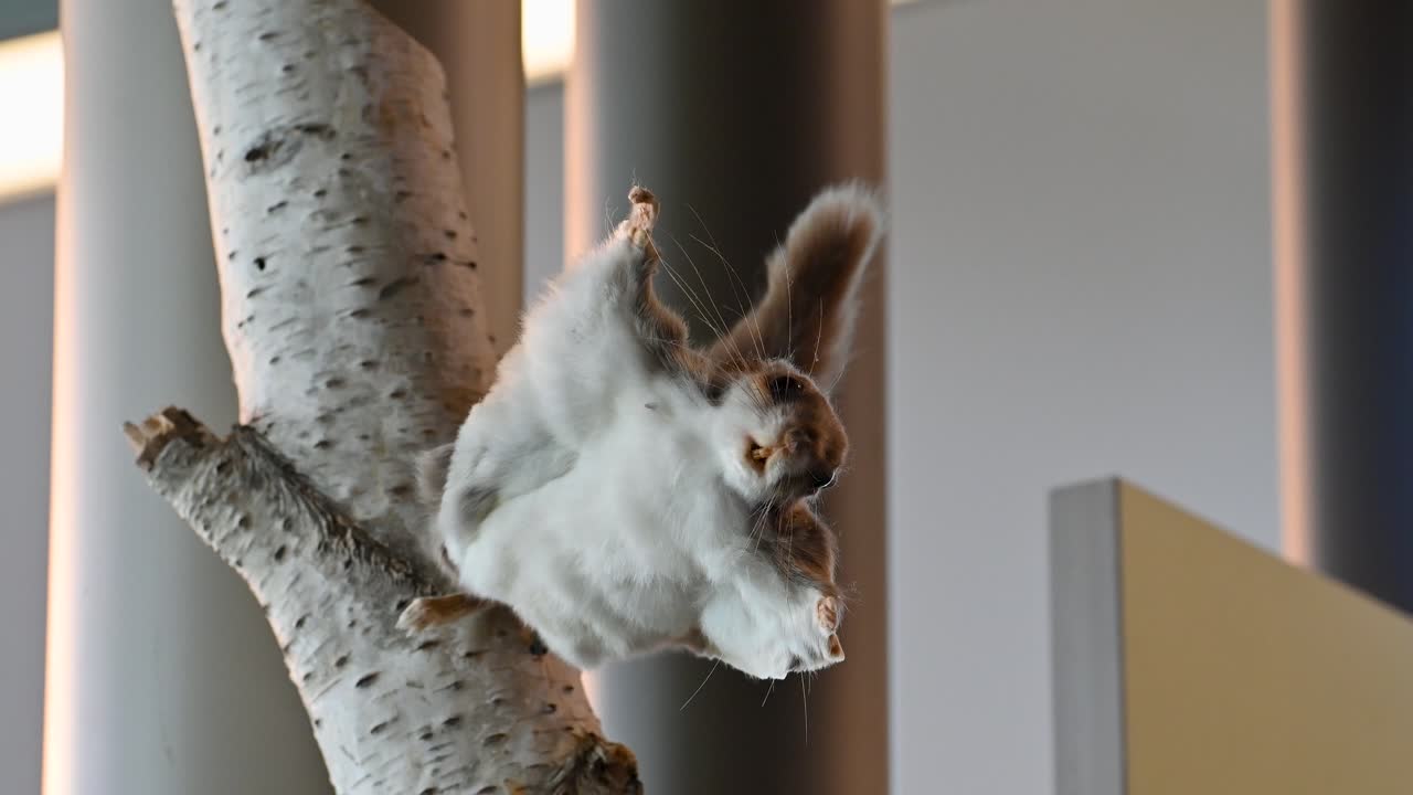 vista cinematográfica de la taxidermia de ardillas voladoras en el centro de la naturaleza