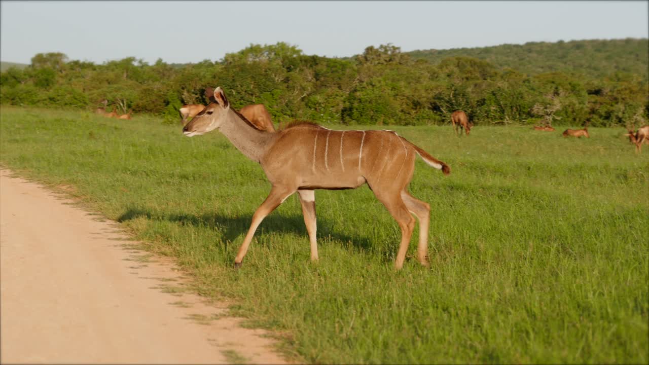 kudu hembra camina por el campo de hierba y por el camino de tierra, tiro de seguimiento