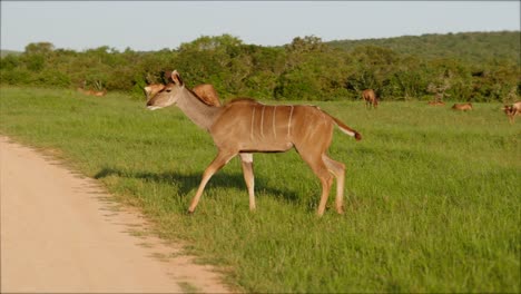 female kudu walks through grass field and across dirt road, tracking shot