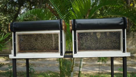 two beehives with visible bees inside