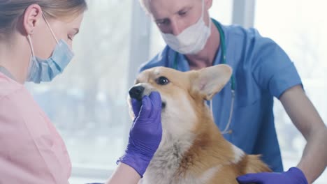 el equipo veterinario examina al perro corgi