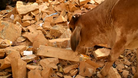 stray-cow-eating-garbage-on-the-road