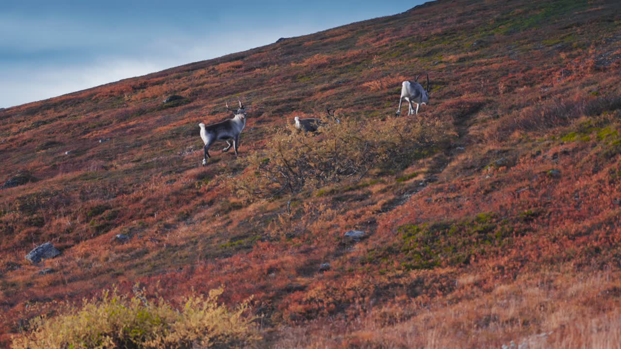 Um grupo de três renas correndo morro acima na tundra de outono.