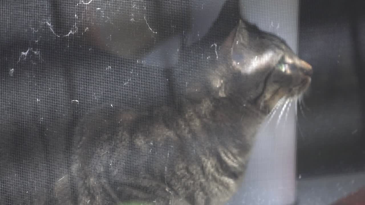 Black Striped Cat Looking Up ANd Curious Of Something On The Window Of A House. - close up shot