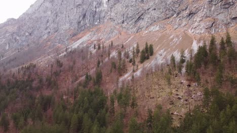 Sensacional-Toma-Aérea-De-Un-Bosque-De-Alta-Montaña,-Con-Pinos,-Austria