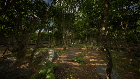 Hermoso-Bosque-De-Verano-Con-Diferentes-árboles