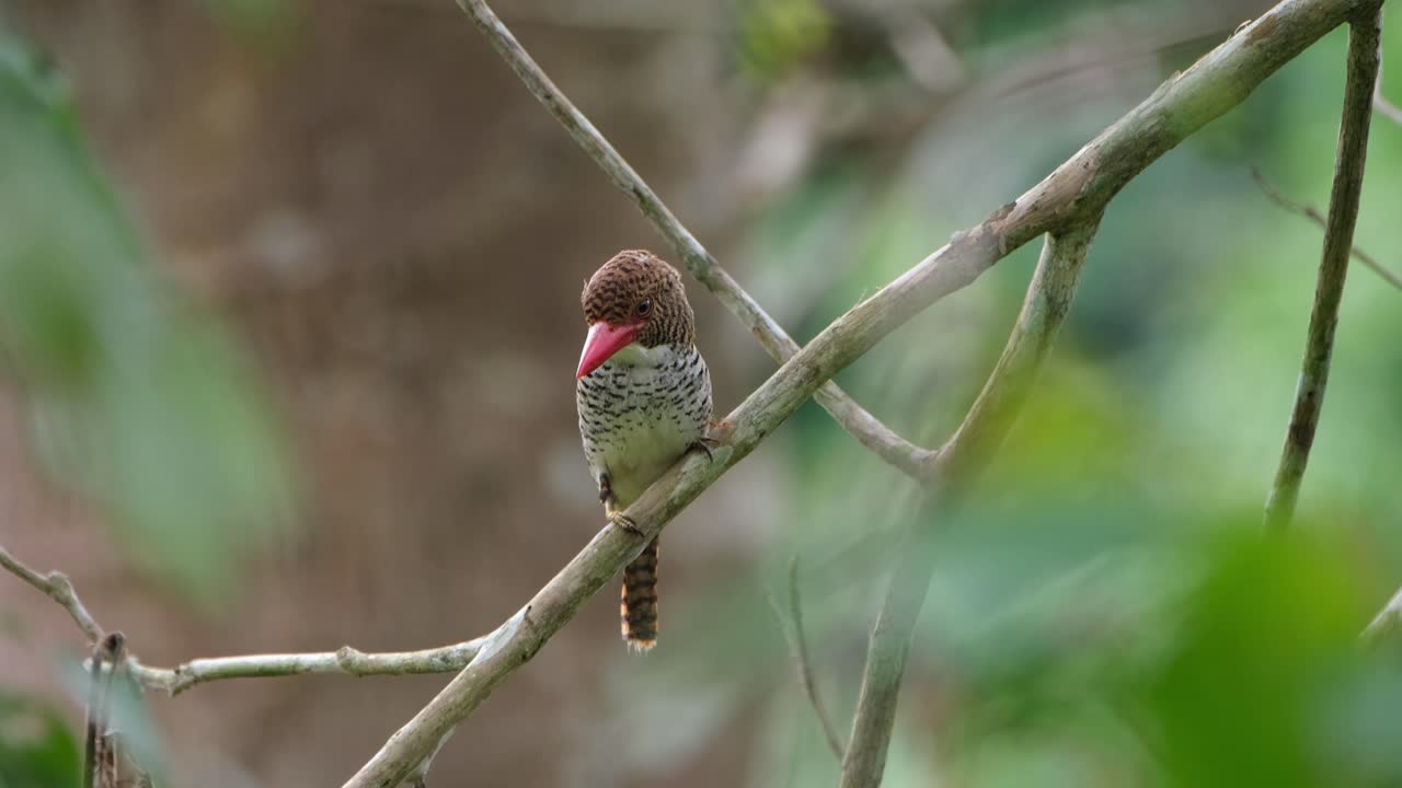 mirando hacia la izquierda mientras mira hacia abajo mientras mueve su corona hacia arriba y hacia abajo, martín pescador con bandas lacedo pulchella, hembra, parque nacional kaeng krachan, tailandia