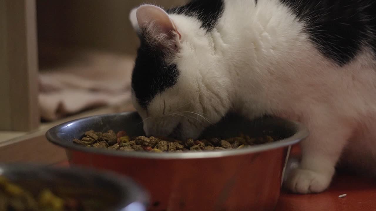 Schöne weiß-schwarze Katze frisst aus ihrer grauen Schale im Tierheim.