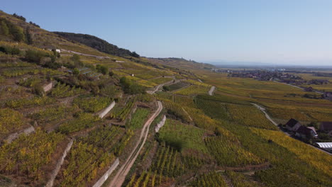 Backward-dolly-shot-of-a-large-vineyard-on-the-side-of-a-hill-in-Kaysersberg,-France