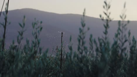 olive-trees-irrigated-in-the-front