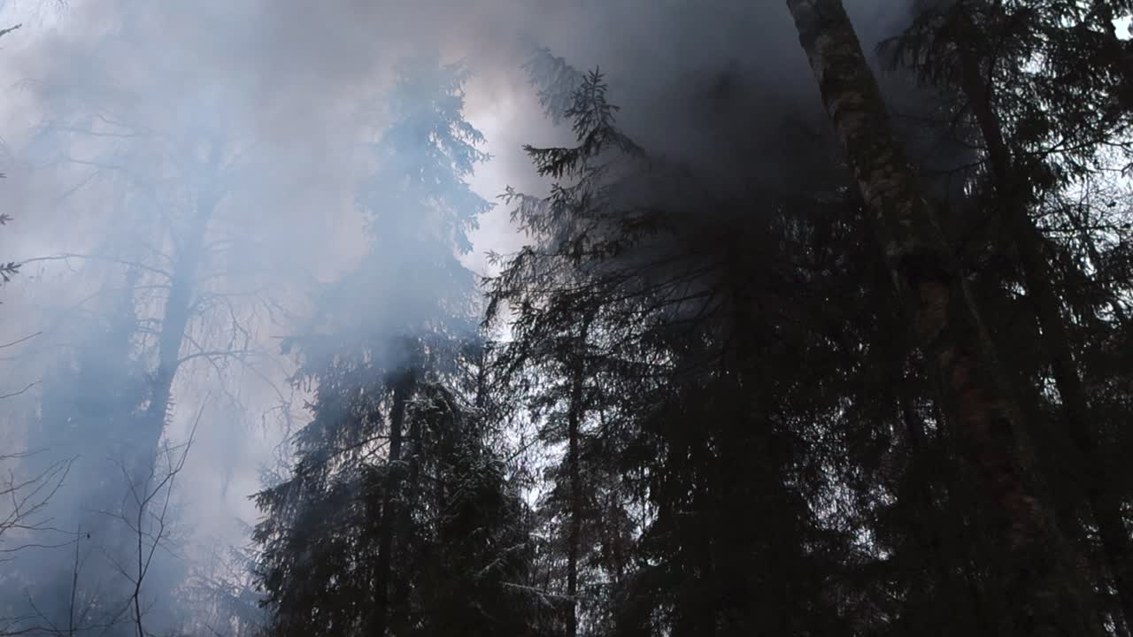 Low angle bottom up view of a large smoke cloud moving in front of leafless bare trees during autumn or winter cloudy day. Trees are dark black and the thick white smoke moves smoothly between them