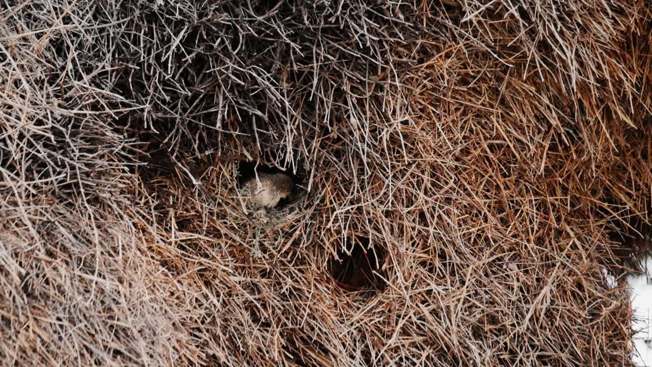 Sociable weaver birds in a giant communal nest in the Kalahari national park in South Africa