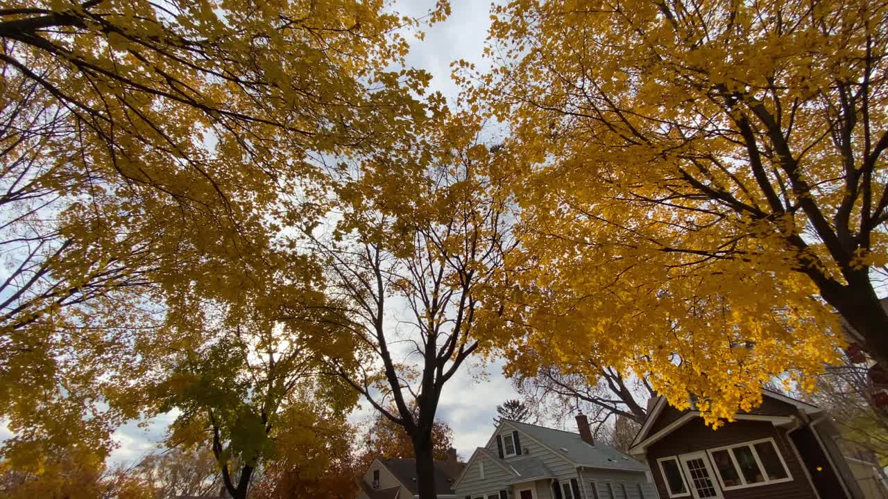 노란 나무가 있는 교외 거리는 가을 동안 나뭇잎