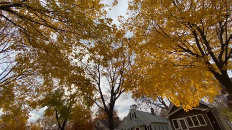 Calle-De-Los-Suburbios-Con-Hojas-De-árboles-Amarillos-Durante-El-Otoño