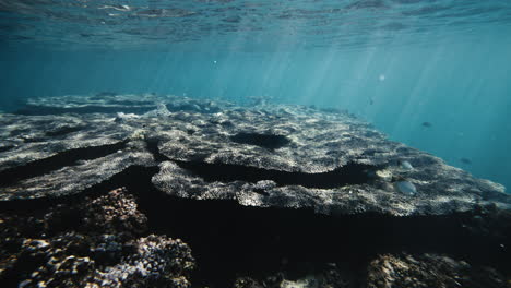 large plates of coral spread out far across as the reef dips to drop off in shallow water