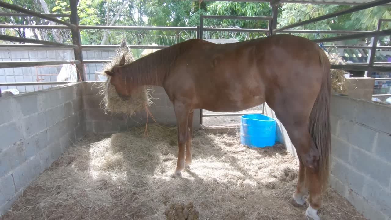 Smuk brun hingst spiser frisk græs i sit indhegning på en vildtfarm.