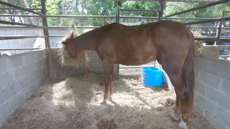 Beautiful-brown-stallion-horse-feeding-on-fresh-grass-in-his-cage-in-wild-farm