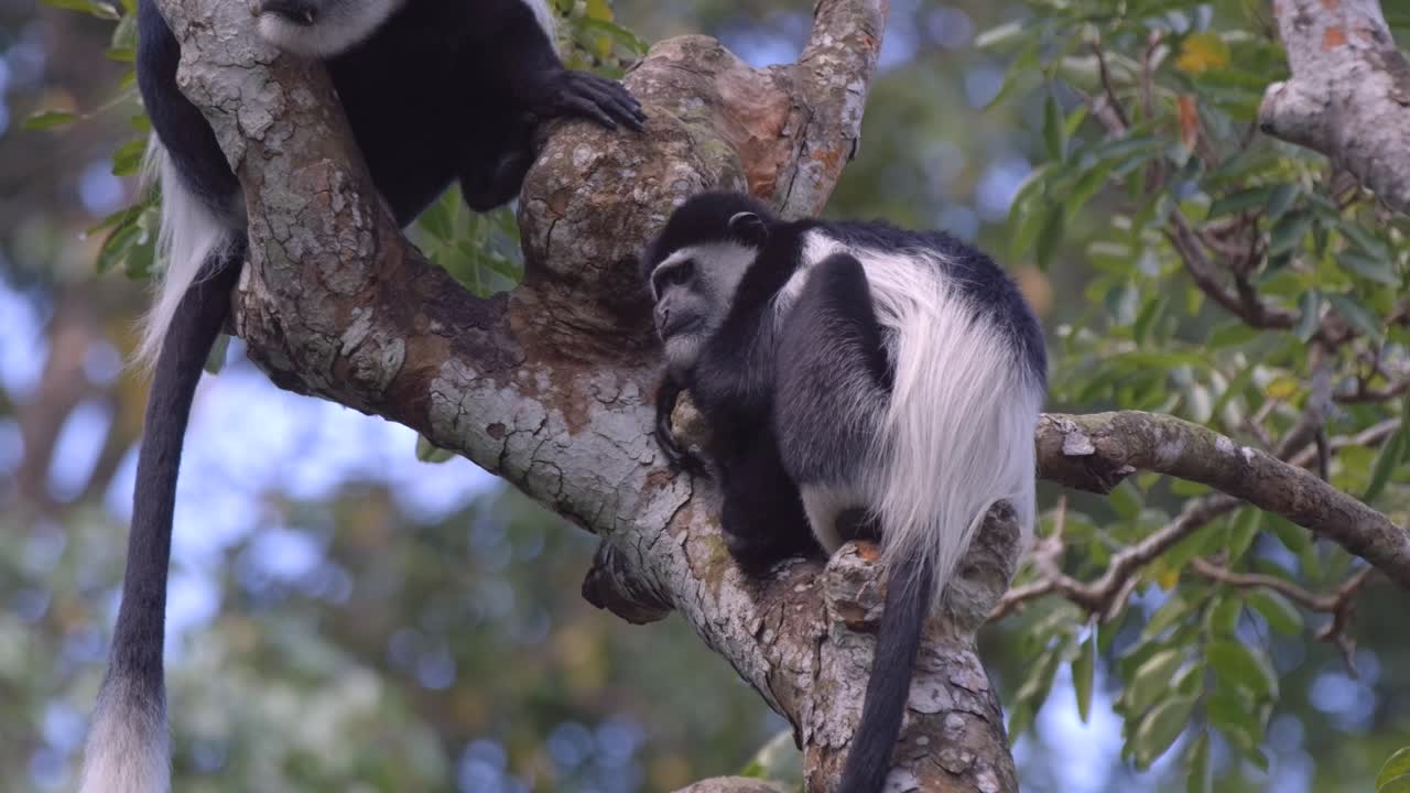 joven mono colobo blanco y negro durmiendo en lo alto de un árbol en el bosque