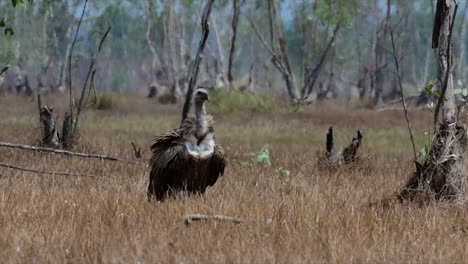 The-Himalayan-Griffon-Vulture-is-Near-Threatened-due-to-toxic-food-source-and-habitat-loss