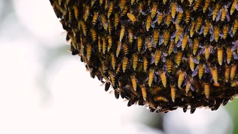 巨型蜜蜂 (giant honey bees) 建立了巨大的巢穴, 裡面有對稱的<unk>袋, 用來儲存蜂蜜作為食物來源.